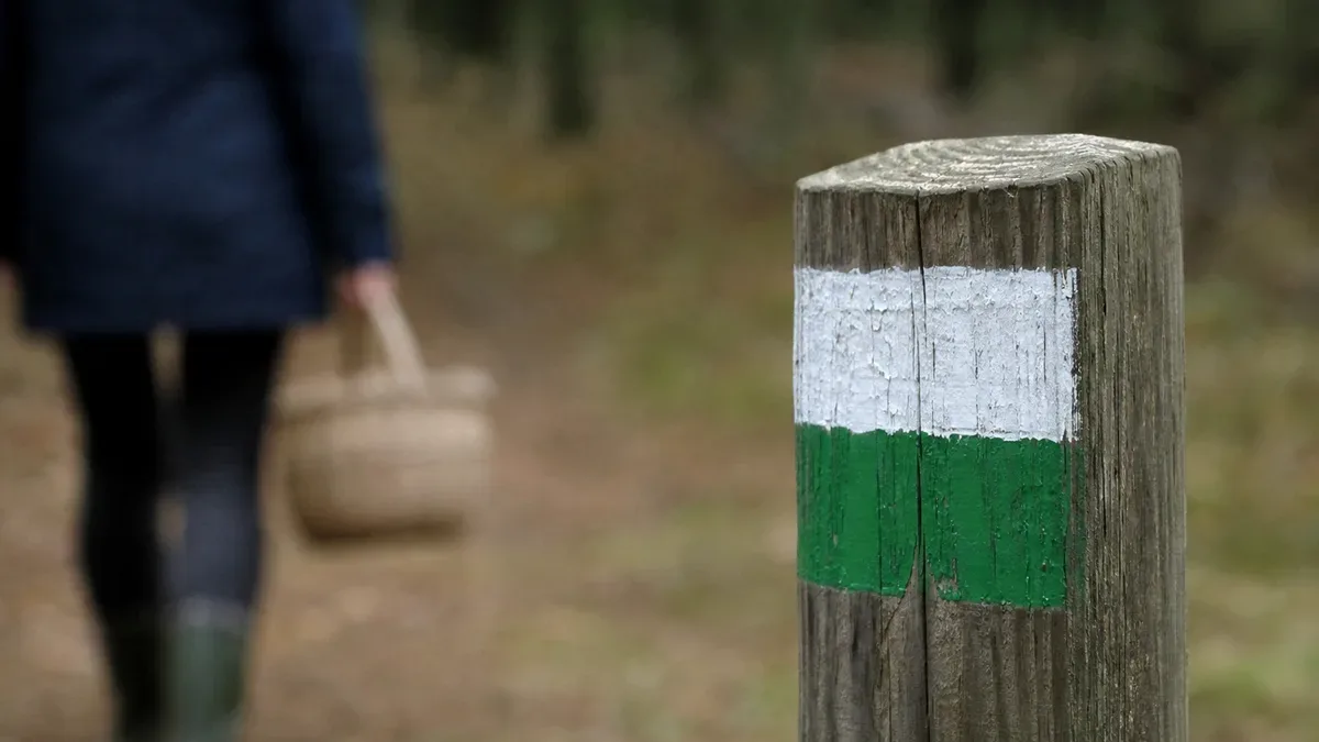 Grzybobranie w Tarnowskich Górach. Jeden błąd może utrudnić poszukiwania