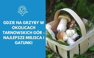 Gdzie na grzyby w okolicach Tarnowskich Gór - najlepsze miejsca i gatunki