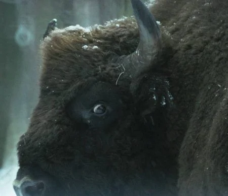 Grafika promocyjna wydarzenia Film „Bloodline” – 24. Objazdowy Festiwal Filmowy WATCH DOCS